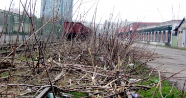 Stire din Economie : În portul Constanța, a crescut o pădure pe liniile de cale ferată