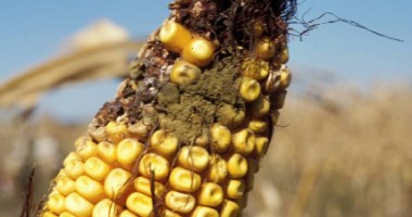 Câte nave cu cereale infestate cu toxine cancerigene au plecat din portul Constanța? - 2