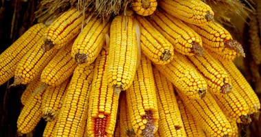 Stire din Economie : Alerte privind porumbul destinat utilizării în hrana animalelor