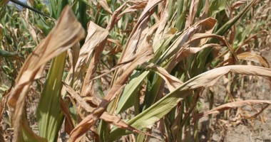 Stire din Economie : Buletin agrometeorologic. Ce le rezervă agricultorilor această săptămână