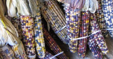 Stire din Actualitate : Un fermier a cules PORUMB MULTICOLOR