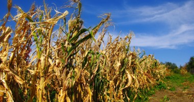 Stire din Economie : România, pe primul loc în UE la suprafața cultivată cu porumb