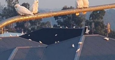Daily Mail: Moment bizar în Australia. Mii de păsări iau cu asalt o suburbie - 2