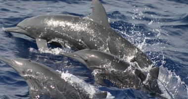 Mare Nostrum inventariază delfinii din Marea Neagră - 2