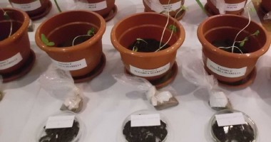 Cum poți să fertilizezi pământul dobrogean cu alge și nămol - 3