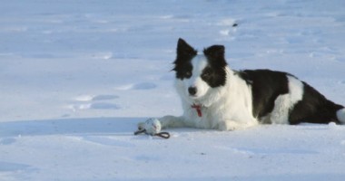 Stire din Eveniment : Primul câine din România specializat în salvarea victimelor avalanșelor