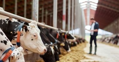 Stire din Economie : Anunț de ultimă oră de la APIA pentru crescătorii de animale
