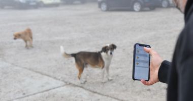 Premieră la Constanţa. Începe recensământul câinilor fără stăpân - 2