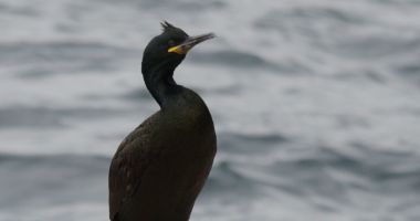 Stire din Social : Premieră la malul mării. Cormoranii moțați pe litoralul românesc