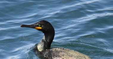 Premieră la malul mării. Cormoranii moțați pe litoralul românesc - 3