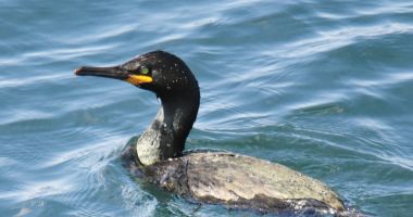 Stire din Social : Cuib inedit la malul mării. Cormorani moțați, în Portul Constanța
