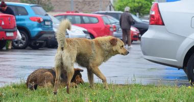 Stire din Social : Premieră la Constanţa. Recensământ al câinilor fără stăpân