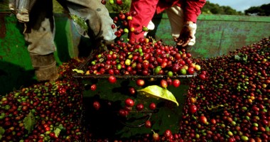 Stire din Actualitate : Prețul cafelei  ar putea crește
