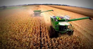 Stire din Economie : Preţ record la porumbul românesc
