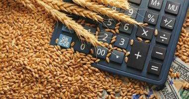 Stire din Economie : Preţul grâului ar putea creşte