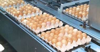 Stire din Economie : Cum a evoluat preţul ouălor în primul trimestru al anului 2021