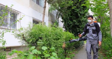 Stire din Politică-Administrație : Primăria Constanța a dat startul dezinsecției spațiilor verzi din cartiere