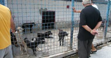 Stire din Politică-Administrație : Locuitorii Constanței, invitați  la dezbaterea privind câinii fără stăpân