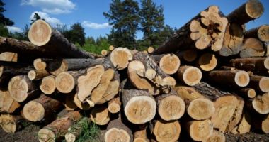 Ministerul Mediului anunță un nou sistem de urmărire a lemnului tăiat
