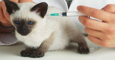 Stire din Cetățenești : Prima vaccinare la puiul de pisică
