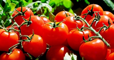 Stire din Economie : Primele roade ale programului de sprijin pentru tomatele românești