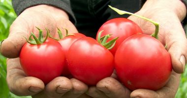 Primele roșii românești din acest an, în piețe. Prețul unui kilogram de tomate autohtone crescute în sol