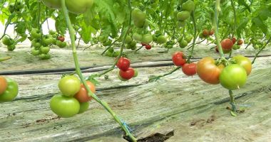 Primele roșii românești din acest an, în piețe. Prețul unui kilogram de tomate autohtone crescute în sol - 2
