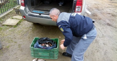 Prins de polițiști cu peste  100 kg de pește, în portbagajul unui Audi - 2