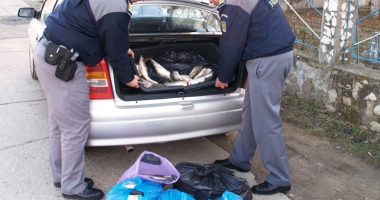 Stire din Eveniment : Prins de polițiști cu peste  100 kg de pește, în portbagajul unui Audi