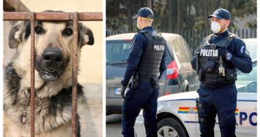Stire din Eveniment : Poliția Animalelor, între promisiuni și realitate. Ce se așteaptă de la viitoarea structură