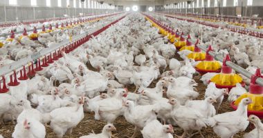 Stire din Economie : Consumaţi carne de pui şi ouă româneşti cu încredere!
