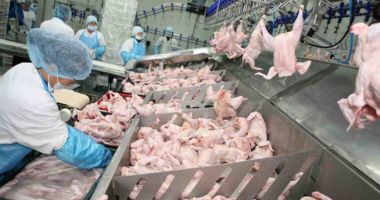 Stire din Economie : Doar producția de carne de pasăre este în creștere