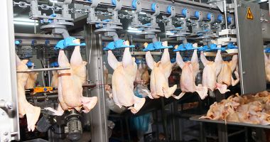 Stire din Economie : Producția de carne crește la păsări și ovine