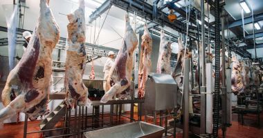 Producția de carne de oaie a explodat