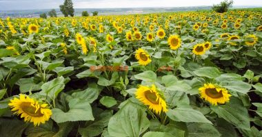 Stire din Economie : Producţia de floarea-soarelui la jumătate în 2020
