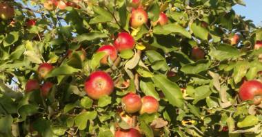 Stire din Economie : Producția de fructe a scăzut în 2014