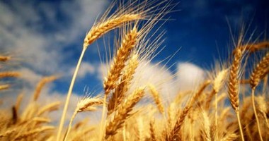 Stire din Economie : Italia - al doilea importator de gâu al lumii