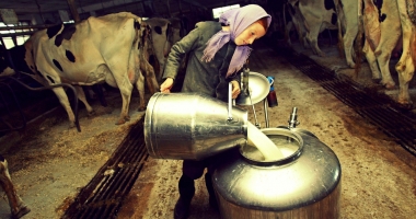 Producția de lapte crește, dar continuăm să importăm