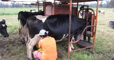 Producția și importul de lapte au crescut