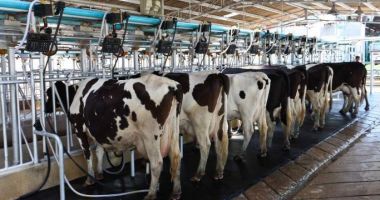 Producția și importul de lapte sunt în creștere
