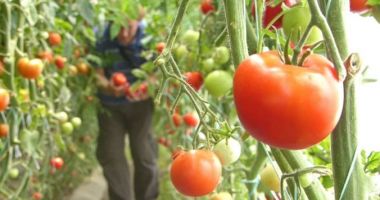 Stire din Economie : Peste 181 de milioane de lei pentru plata beneficiarilor programului de tomate în spaţii protejate