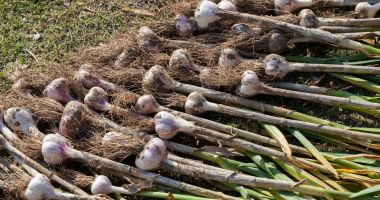 Stire din Economie : Programul USTUROIUL verificat de Corpul de Control al ministrului Agriculturii