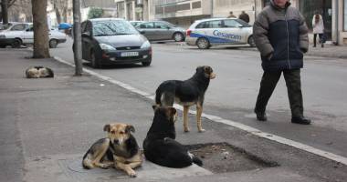 Stire din Politică-Administrație : "Și eu am adoptat un prieten necuvântător", proiect al Primăriei Mangalia