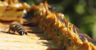 Stire din Sănătate : Propolisul și efectele sale miraculoase