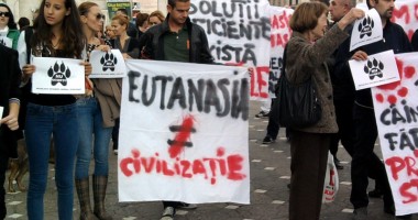 Stire din Social : Protest împotriva eutanasierii câinilor maidanezi