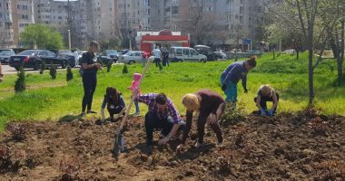 Social-democrații din Constanța au plantat arbuști în apropierea pasajului subteran de la Gară - 3
