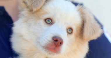 Stire din Social : Adoptaţi-l pe Puf! Este adorabil şi are ochii verzi ca smaraldul