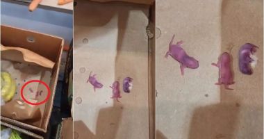 Stire din Social : Pui de șoareci într-o cutie cu banane, la un mare supermarket din România. Reacția magazinului