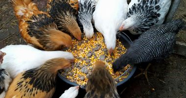 Stire din Economie : Puiul românesc crescut natural, la mare căutare in Europa