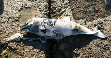 Încă șapte delfini eșuați morți